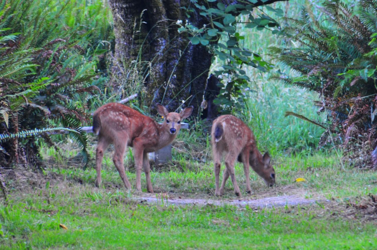 Lucky Mud Inn And Disc Golf Resort Skamokawa Bagian luar foto